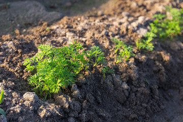 Vegetable garden with carrot plants close-up