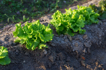 Vegetable garden with lettuce plants close-up