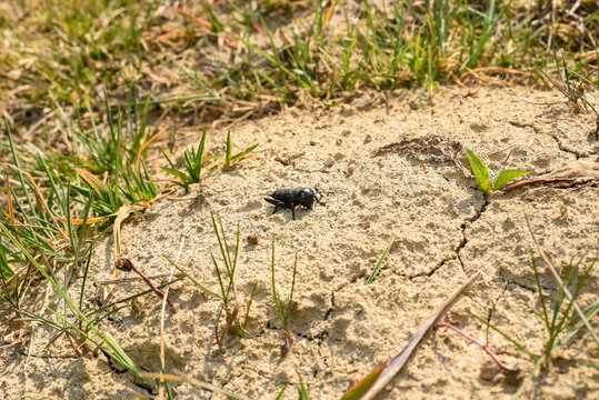 Black cricket on the sand