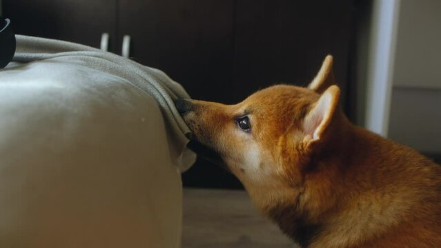 young dog of the Shiba Inu breed chewing the bedspread off the bed at home. A mischievous playful puppy, whose molars are being cut, is playing pranks. pet chewing a gray blanket