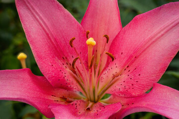 Pink lily flower.Closeup of lily spring flowers. Beautiful lily flower in lily flower garden. Flowers, petals, stamens and pistils of large lilies on a flower bed.