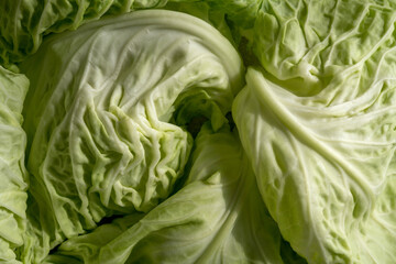 texture of cabbage leaves - obrazy, fototapety, plakaty