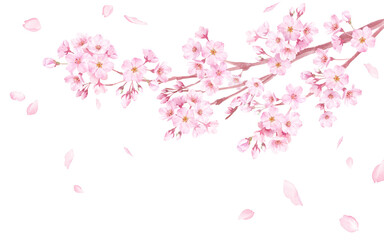 春の花：桜の花と散る花びらの水彩イラスト。（透過背景） © Keiko Takamatsu