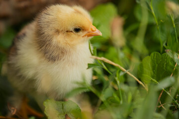 little chick sits in the grass near its mother