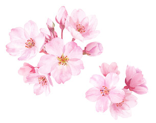 春の花：桜の花の水彩イラスト。クローズアップ。（透過背景） - obrazy, fototapety, plakaty