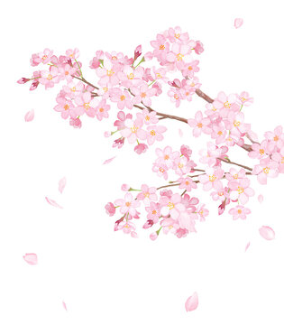 満開の桜の枝と散る花びらのクローズアップ。水彩イラスト。（透過背景）
