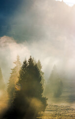 spruce trees in morning mist. beautiful nature background in autumn. sunny weather