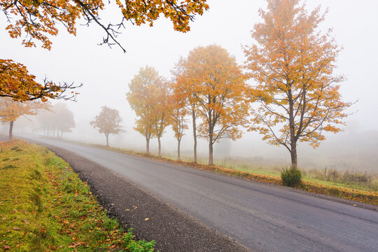 new asphalt road through woodland in autumn. misty weather with overcast sky. gloomy morning