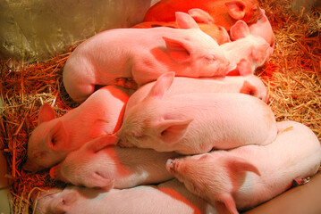 newborn pigs cuddling together
