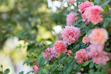 pink rose flowers in the garden. romantic roses bush