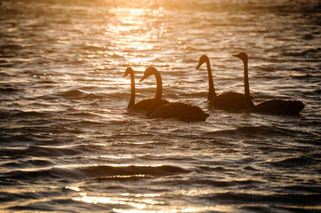 many black swans floating into to sunset