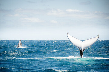 australian humpback mother teaches baby whale to jump out of the water