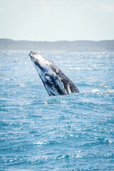 australian humpback mother teaches baby whale to jump out of the water