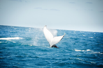 australian humpback mother teaches baby whale to jump out of the water