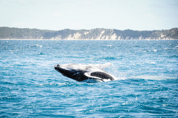 Naklejka premium australian humpback mother teaches baby whale to jump out of the water