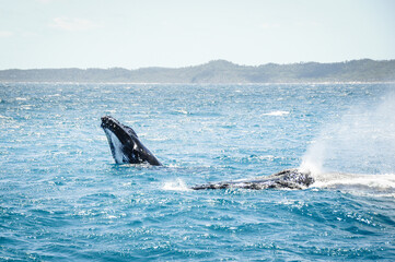 Fototapeta premium australian humpback mother teaches baby whale to jump out of the water