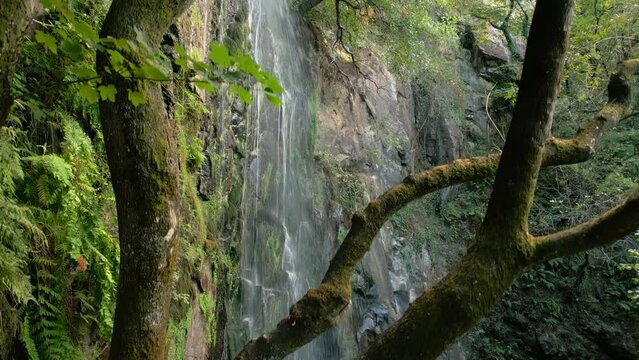 Drone footage of the view of Aguacaida waterfall through the trees In Panton, Lugo, Spain