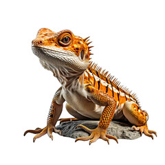 Obraz premium Lizard Isolated on Transparent or White Background, PNG