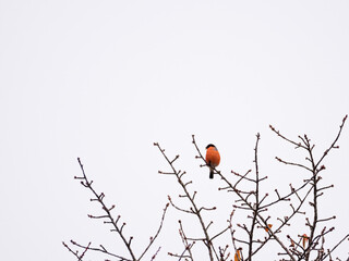 Wintery bare tree with Yellowhammer and Bullfinch perched
