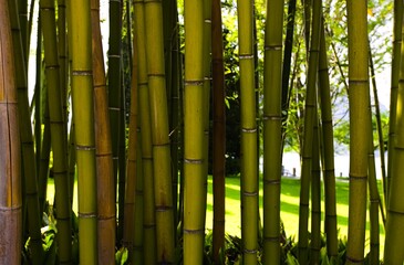 Obraz premium Towering bamboo graces Bellagio's botanical garden, Italy, creating a tranquil summer haven with lush greenery.