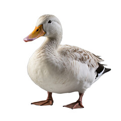 Obraz premium Duck Isolated on Transparent or White Background, PNG