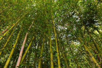 Towering bamboo graces Bellagio's botanical garden, Italy, creating a tranquil summer haven with lush greenery.