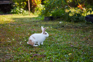 Rabbit playing on green grass