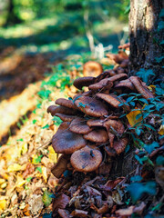 Schwammerl im Herbst