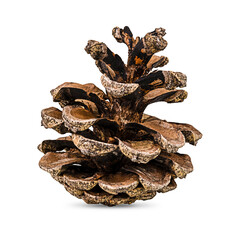 Brown pine cone isolated  on a transparent background