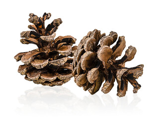 Two Brown pine cones isolated on a transparent background