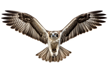 Osprey Beauty Isolated on transparent background. Generative Ai - obrazy, fototapety, plakaty