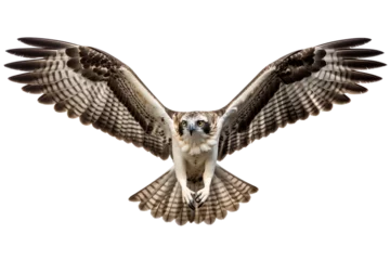 Fotobehang Osprey Beauty Isolated on transparent background. Generative Ai © AIstudio1