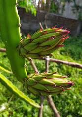 beans in a garden , dragon fruit