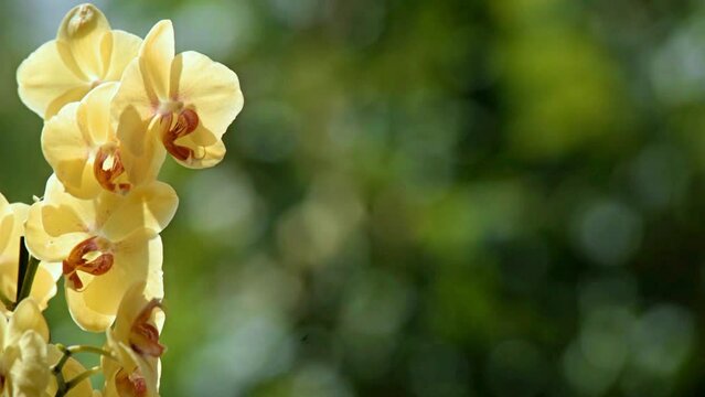 yellow Orchid branch on green natural background
