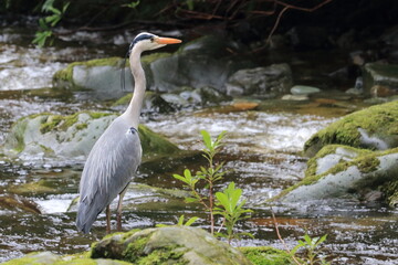 great gray heron