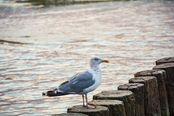 Fototapeta premium Seagull stands on a wooden breakwater