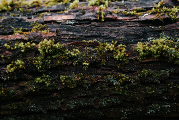Natural texture of green moss on the bark of a tree, close-up