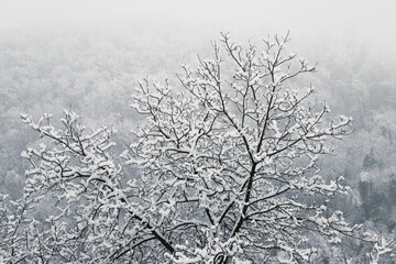 hilly winter landscape - trees covered with snow