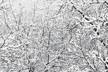 hilly winter landscape - trees covered with snow