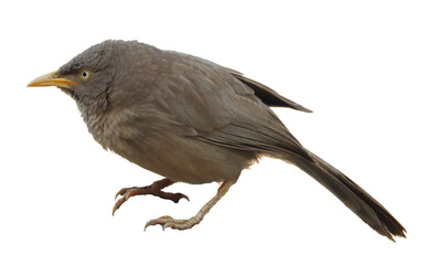 gray babbler bird isolated  - obrazy, fototapety, plakaty
