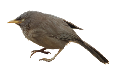 gray babbler bird isolated 
