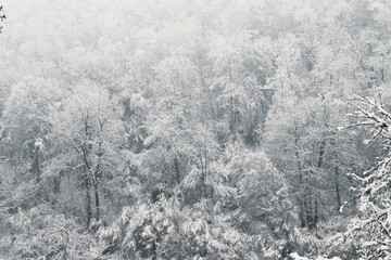 hilly winter landscape - trees covered with snow