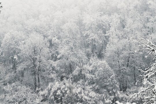 hilly winter landscape - trees covered with snow © Bookaroo68