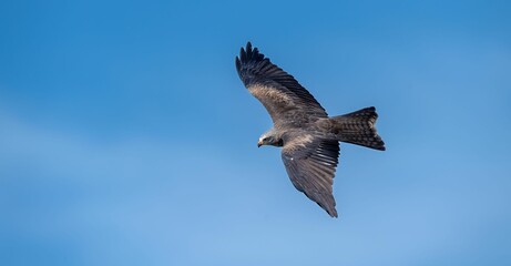 Obraz premium Majestic black kite glides through the azure sky