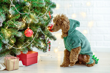 cute toy poodle dog in a dragon costume symbol of 2024 near the New Year tree with Christmas...