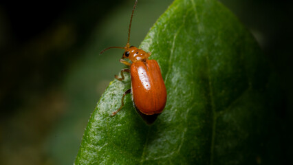 Red pumkin beetle (aulacophora Foveicollis) on a green leaf