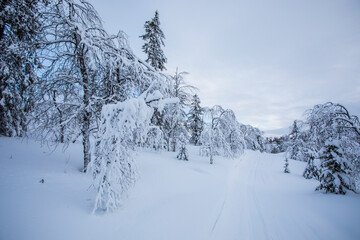 Winter landscape in Pallas Yllastunturi National Park, Lapland, Finland