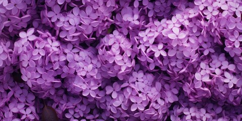 Spring floral background of purple lilac