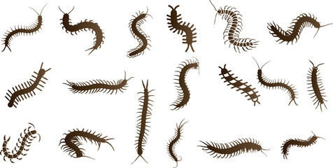 centipedes Vector illustration set in various poses, perfect for educational, scientific, and design purposes. these centipedes are ideal for biology and entomology projects.