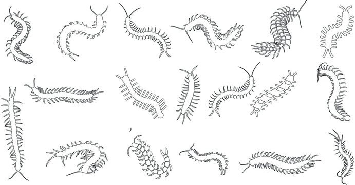 Centipede vector illustration, line art style, black and white. Various poses of centipedes, nature-inspired, wildlife representation. Perfect for biology, zoology, entomology related designs